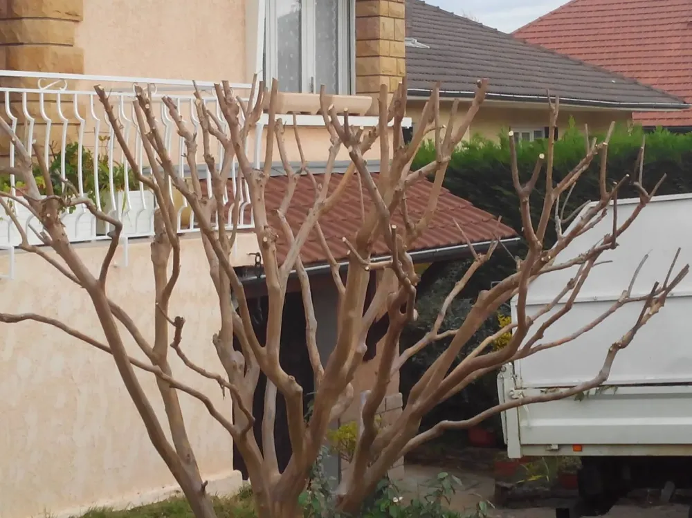Arbre coupé